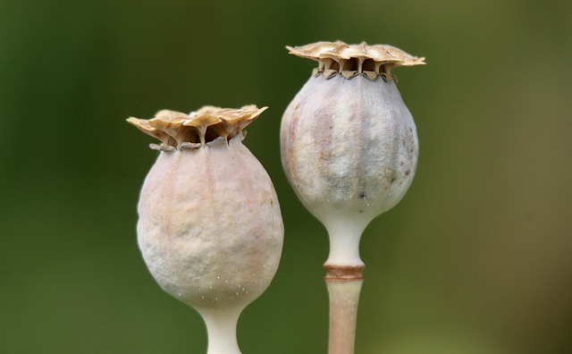 seed funding basics
